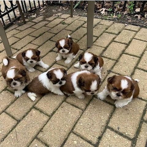 Bezaubernde Shih Tzu Welpen (Rüden und Hündinnen)