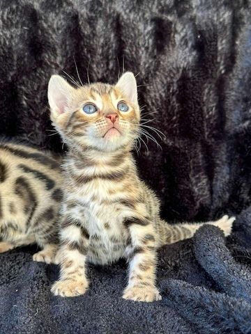 Reinrassige Bengal Kitten