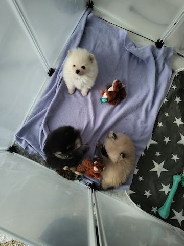 Pomeranians