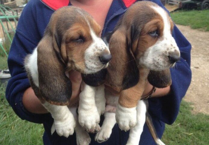 Bezaubernde Basset-Hound-Welpen