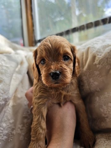 Bezaubernde F1 Cavapoo-Welpen (Rüden) suchen ein neues Zuhause