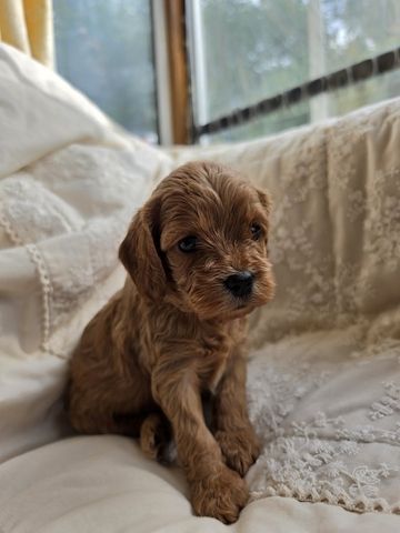 Bezaubernde F1 Cavapoo-Welpen (Rüden) suchen ein neues Zuhause