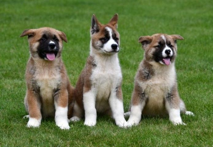 Niedliche Akita-Welpen (Rüden und Hündinnen)