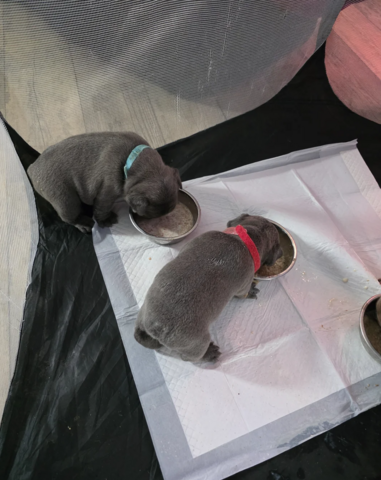 Französische Bulldoggenwelpen suchen ein neues Zuhause