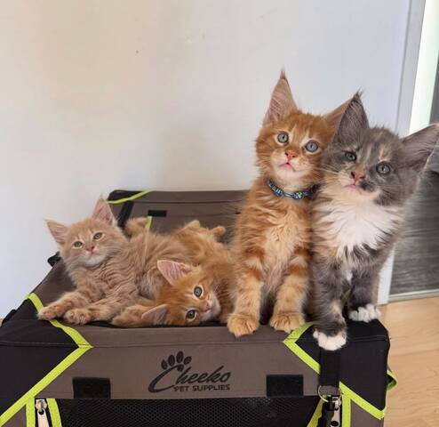 Maine-Coon-Kätzchen zu verkaufen