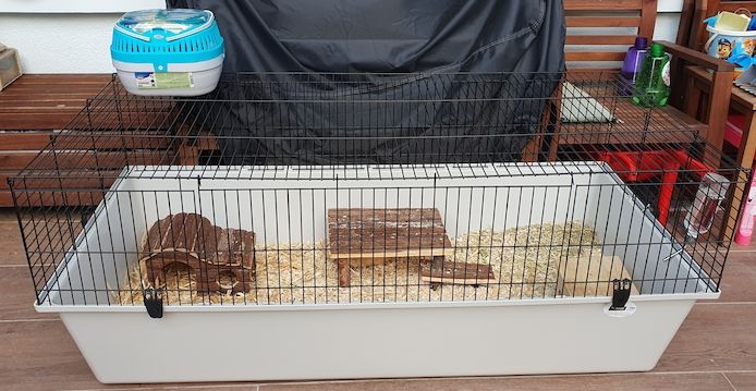 Meerschweinchen Bock Männchen mit oder ohne Zubehör
