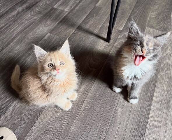 Wunderschöne Maine-Coon-Kätzchen zu verkaufen