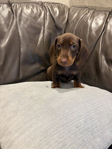 2 Dachshunds puppies for sale