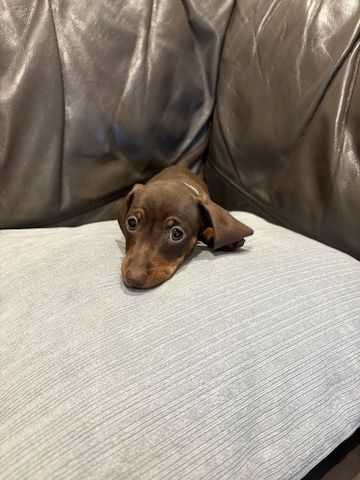 2 Dachshunds puppies for sale