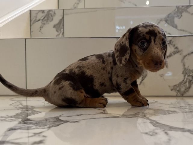 2 Dachshunds puppies for sale