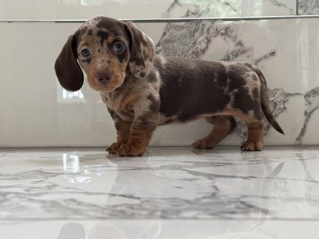 2 Dachshunds puppies for sale