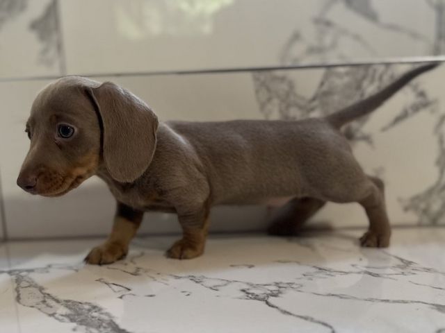 2 Dachshunds puppies for sale
