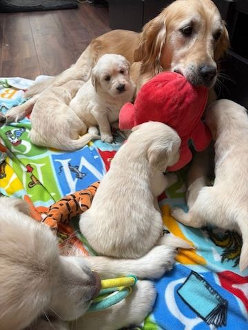 Wunderschöne Golden-Retriever-Welpen zu verkaufen