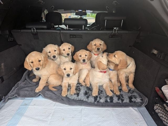 Beautiful Golden Retriever Puppies For Sale