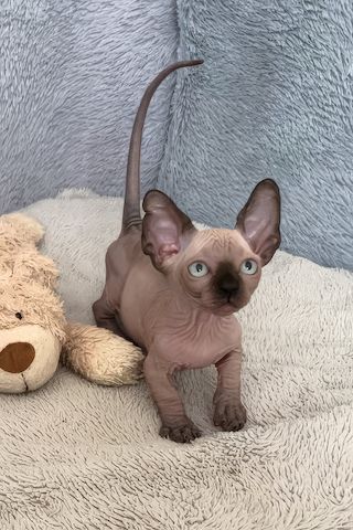 Bezaubernde Sphynx-Kätzchen suchen ein neues Zuhause.