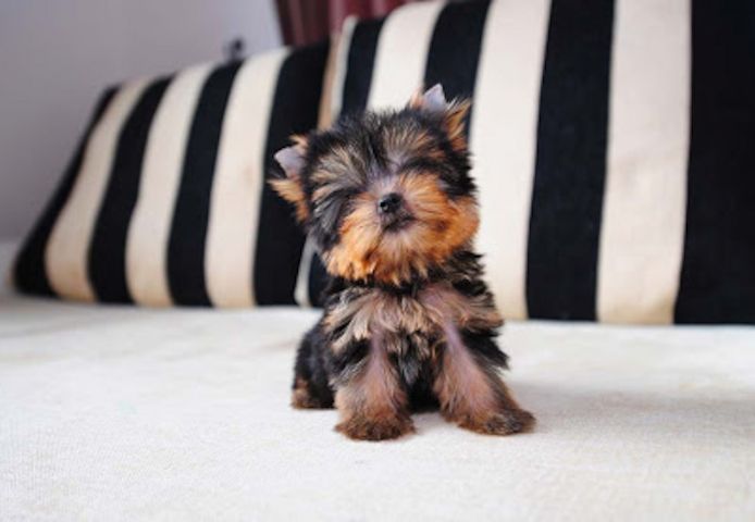 Yorkshire-Terrier-Welpen. WhatsApp: +44 7469 456352