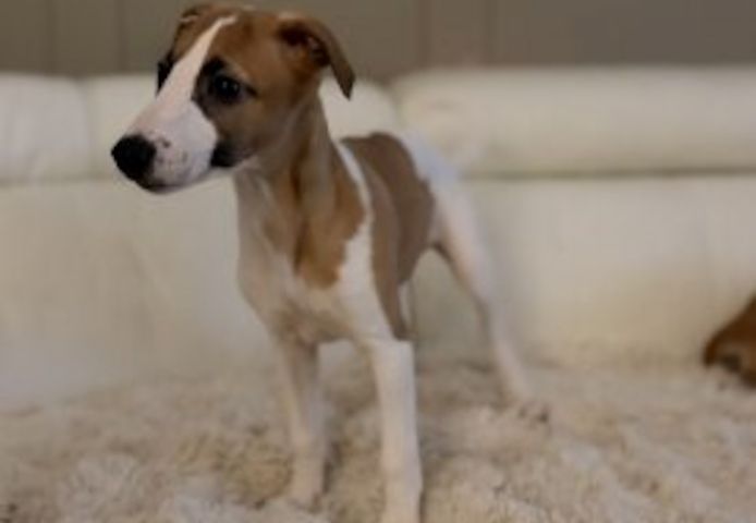 Whippet welpen. WhatsApp: +44 7469 456352