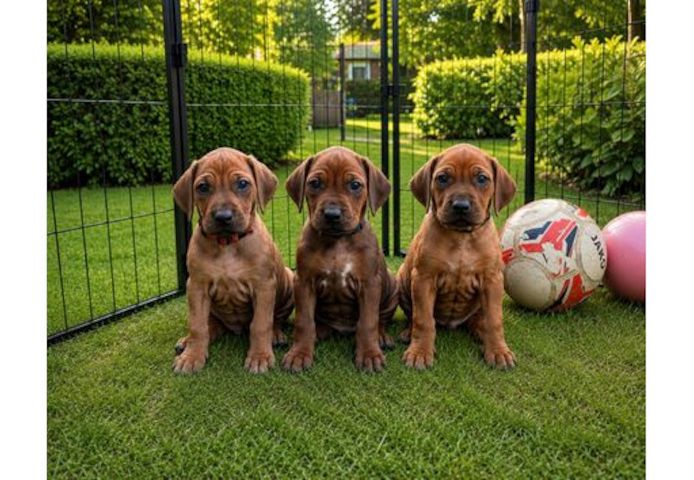 Thai-Ridgeback-Welpen. WhatsApp: +44 7469 456352