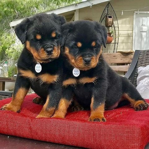 Rottweiler-Welpen abzugeben