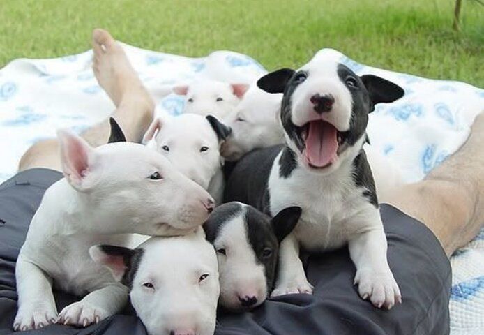 Bullterrier-Welpen