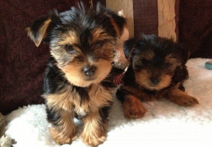 Yorkshire-Terrier-Welpen