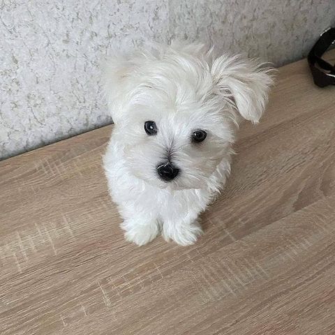 Süße Maltipoo-Welpen zu verkaufen