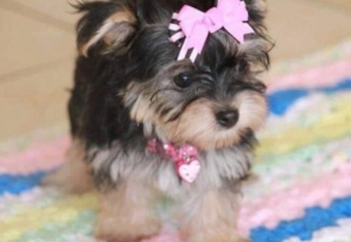 Yorkie-Welpen suchen ein Zuhause