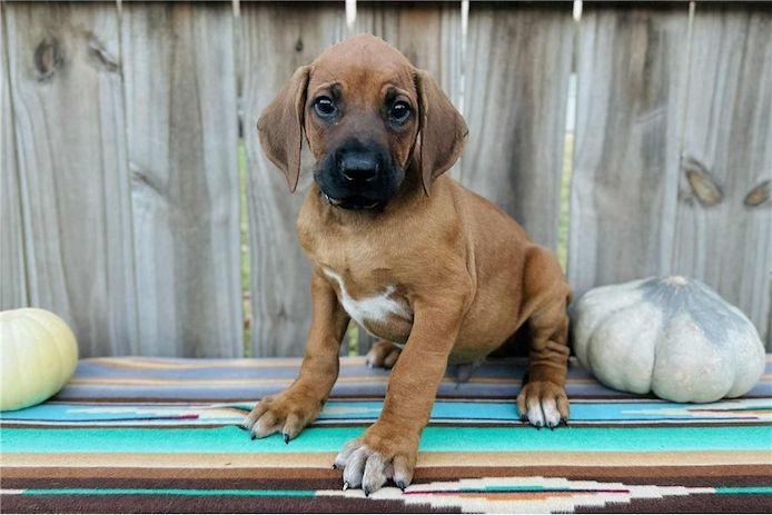 Rhodesian Ridgeback Welpen. WhatsApp: +44 7469 456352