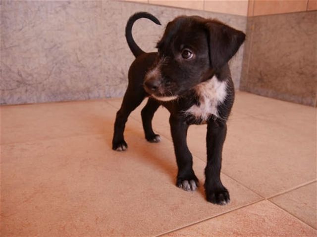 Podengo-Welpen. WhatsApp: +44 7469 456352