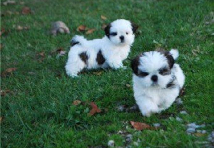 Bezaubernde Shih-Tzu-Welpen