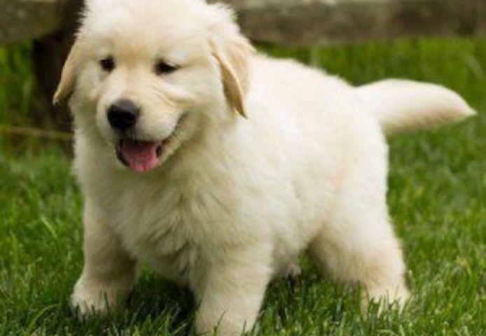 Golden-Retriever-Welpen