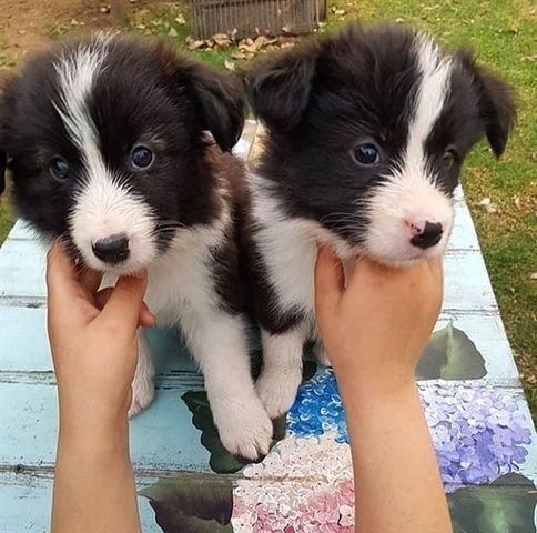 Border Collie-Welpen zu verkaufen.