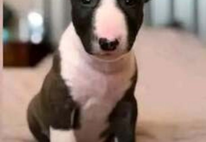 Ein Wurf Bullterrier-Welpen sucht ein neues Zuhause.