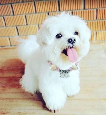 Süße Maltipoo-Welpen zu verkaufen