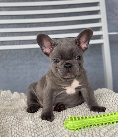Französische Bulldoggenwelpen suchen ein Zuhause