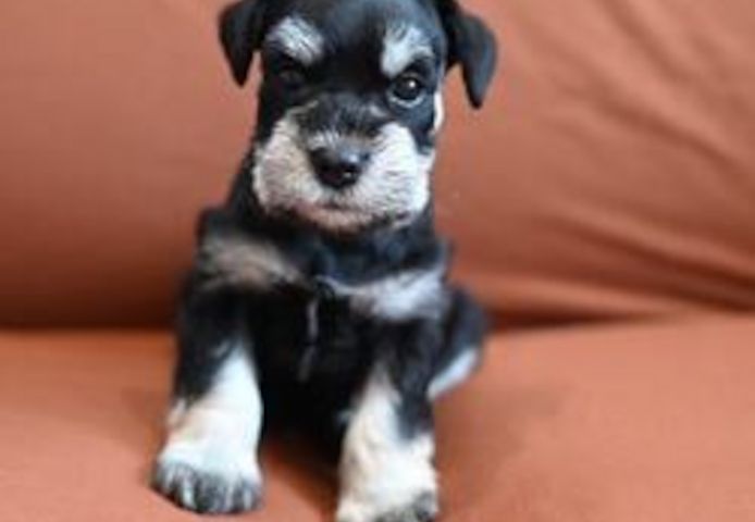 Schnauzer-Welpen suchen ein Zuhause