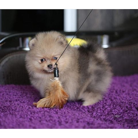 Reinrassige Zwergspitz / Pomeranian welpen mit Papieren