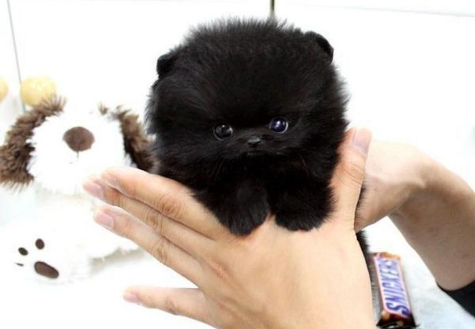 Reinrassige Zwergspitz / Pomeranian welpen mit Papieren
