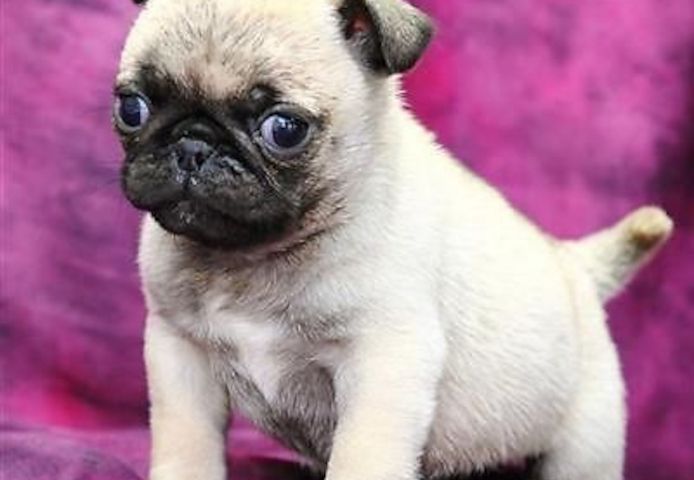 Perfekte Reinrassige Mops Welpen 10 Wochen Alt :-)