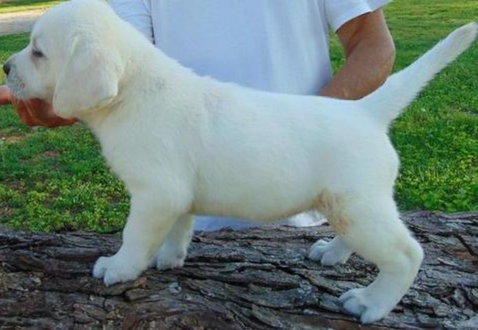 ZuckersьЯe Labradorwelpen
