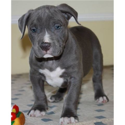 Wunderschцne Pitbull Blueline Welpen