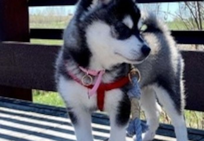 Bezaubernde Alaskan Klee Kai Welpen zu verkaufen