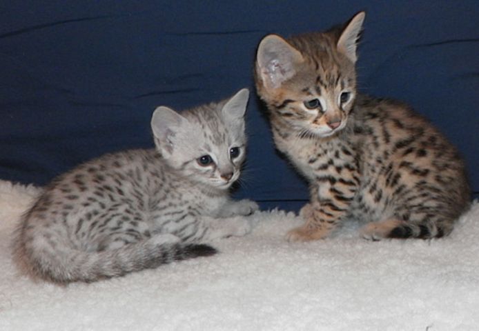 2 sьЯe reinrassige Bengal-Kдtzchen zum Umzug bereit..