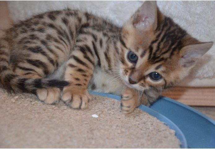 2 sьЯe reinrassige Bengal-Kдtzchen zum Umzug bereit..