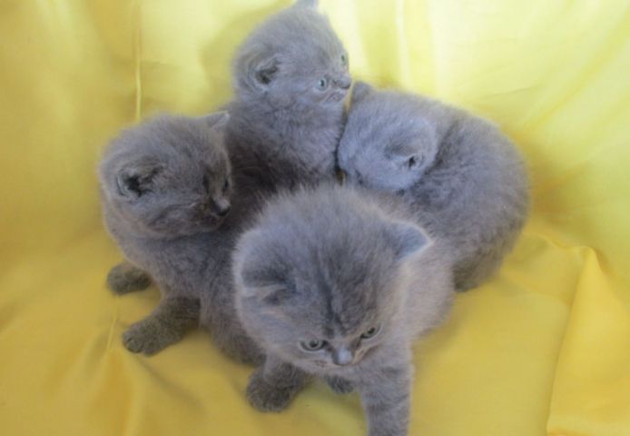 BKH Kitten suchen ein neues Zuhause