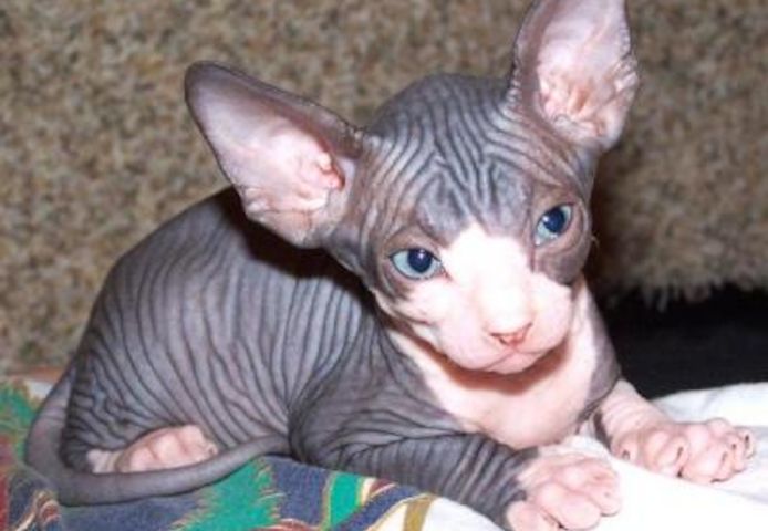 Canadian Sphynx Katze/Kater - Farbe black