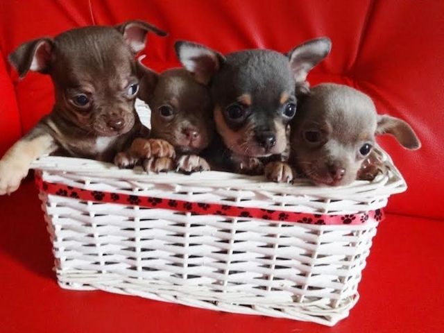 SUPER Chihuahua Welpen in Kurzhaar, VDH/FCI. Klasse statt Masse !
