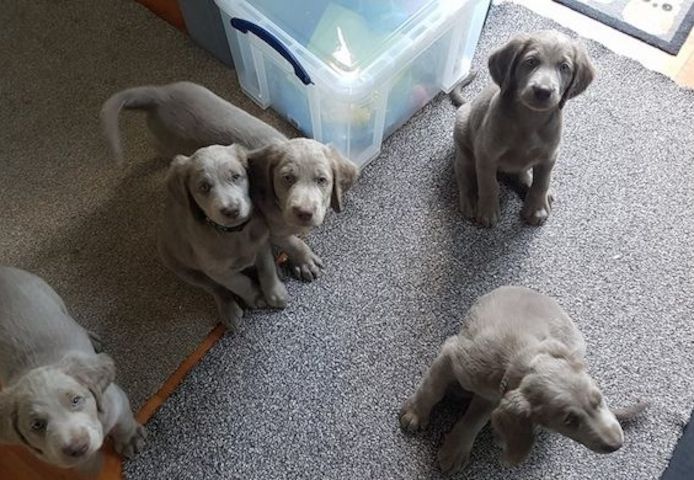 Weimaraner-Welpen zur Vermittlung verfügbar