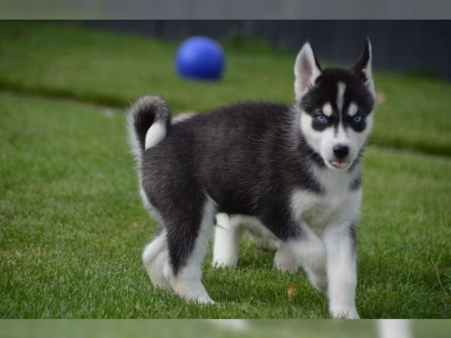 Blaue Augen Siberian Husky Welpen