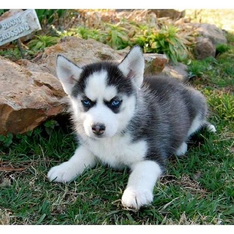 Blaue Augen Siberian Husky Welpen